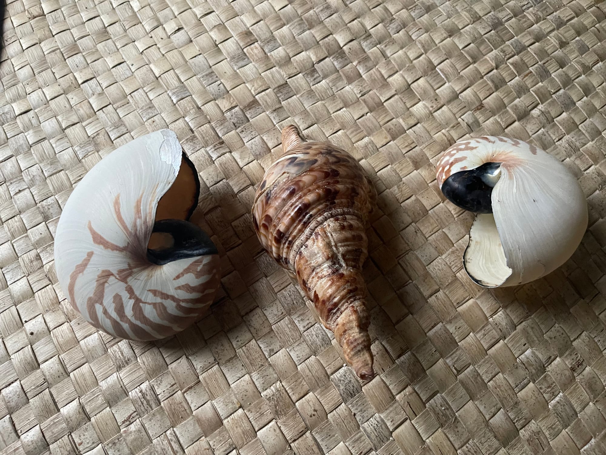 Sici - Shell