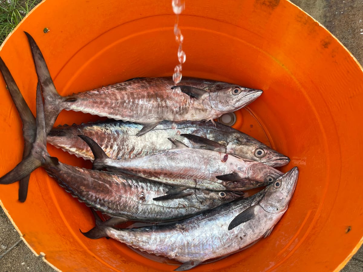 Walu - Spanish Mackerel