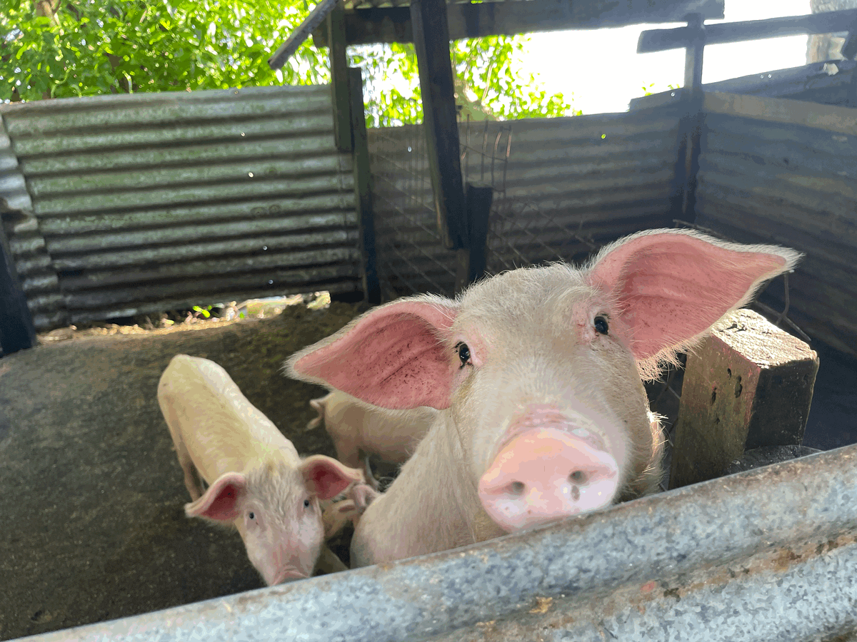 Vuaka - Pig