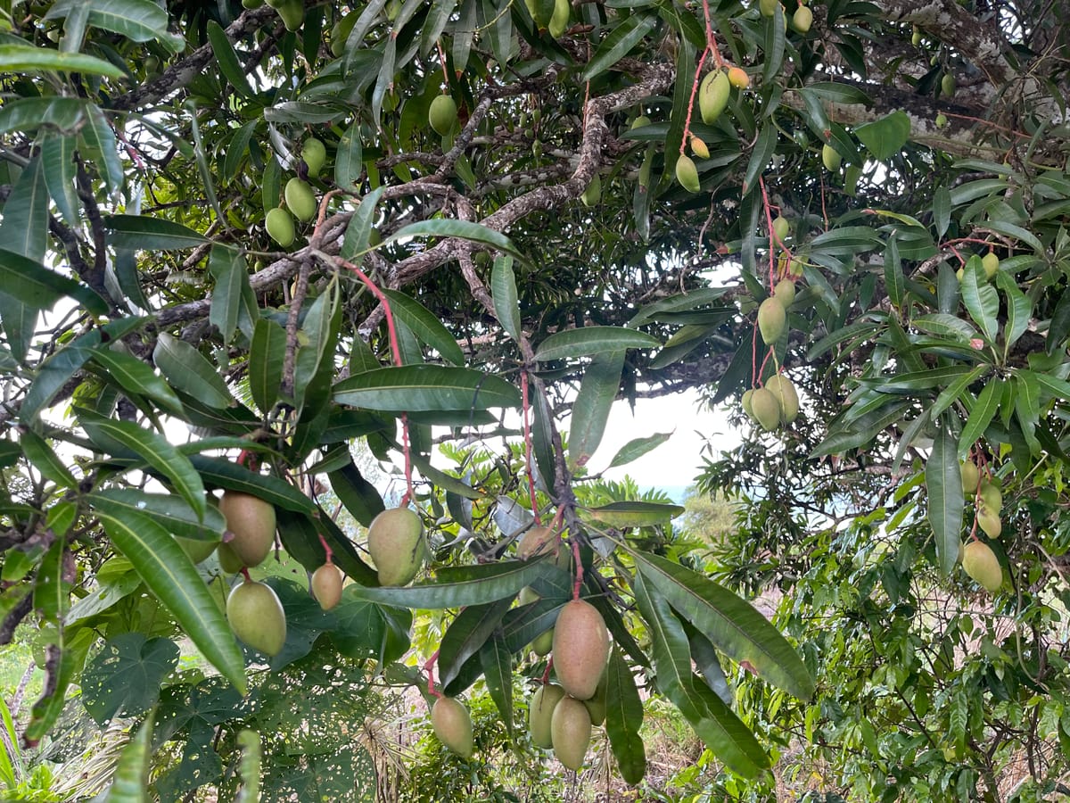Vuni Mago - Mango Tree