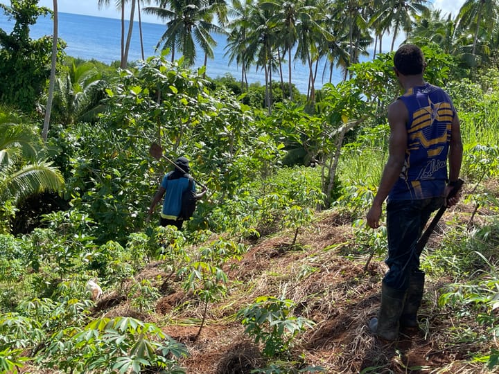 Cassava Field - Tailevu, Fiji 2024