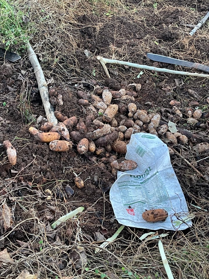 Kawai - Fijian Yam