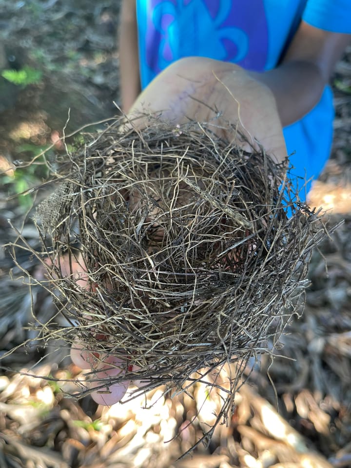 Sova ni Maina - Bird's Nest