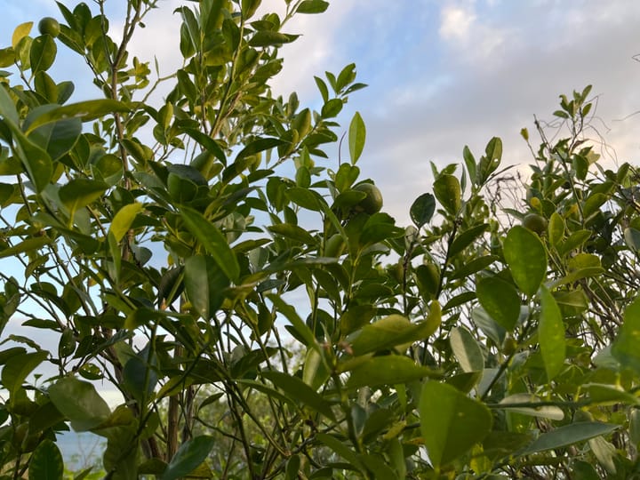 Drau ni mole - Kumquat Leaf