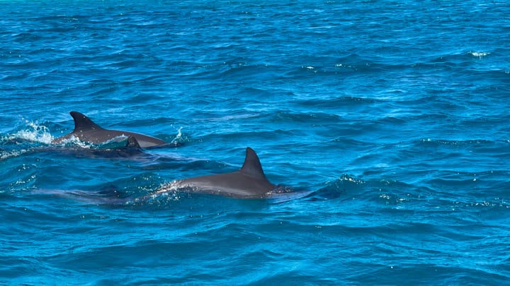 Babale - Dolphins