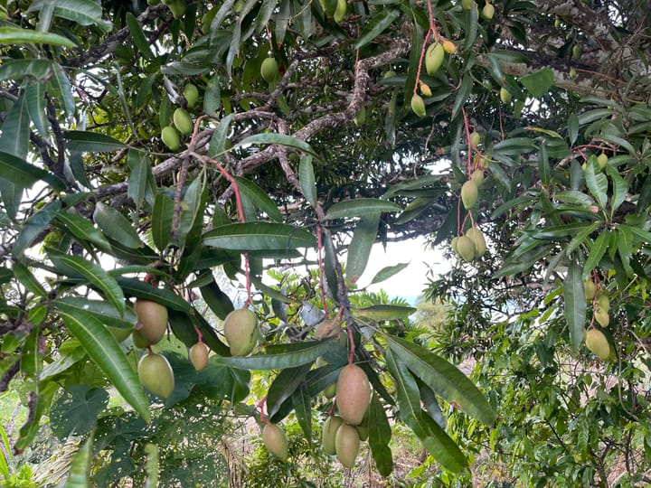 Vuni Mago - Mango Tree
