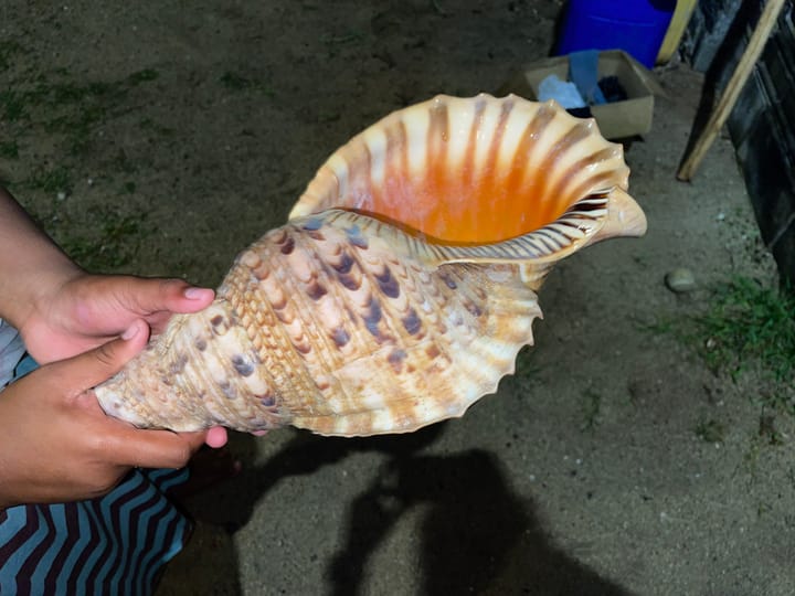 Davui - Trumpet Shell