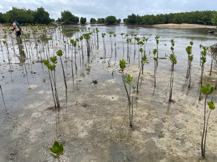 Dogo - Mangroves