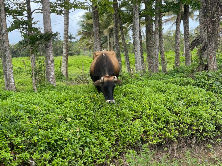 Bulumakau - Cow