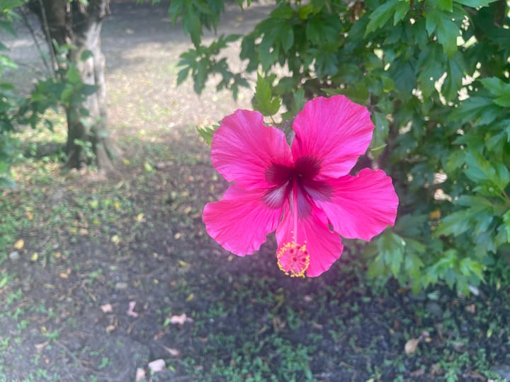 Senikau - Flower